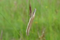Pleurota pungitiella