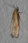 Eucosma cana