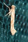 Phyllonorycter corylifoliella