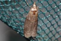 Tortricodes alternella
