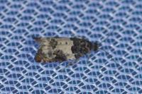 Gypsonoma sociana