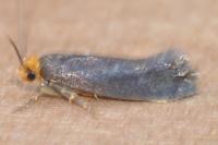 Incurvaria koerneriella