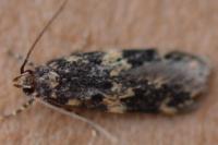 Oegoconia deauratella