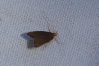 Eurodachtha pallicornella