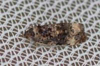 Endothenia gr. gentianaeana