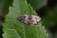 Orthotaenia undulana