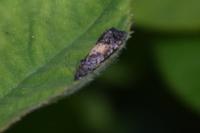 Endothenia nigricostana