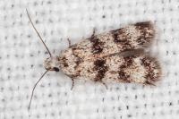 Symmoca