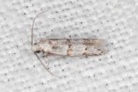 Symmocoides oxybiella
