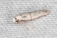 Symmocoides oxybiella