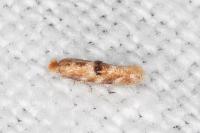 Bucculatrix ulmella