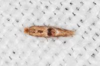 Bucculatrix ulmella