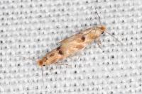 Bucculatrix ulmella