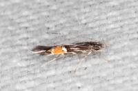 Cosmopterix crassicervicella