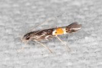 Cosmopterix crassicervicella