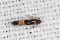 Cosmopterix crassicervicella