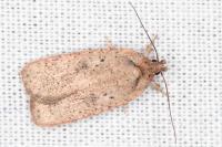 Agonopterix