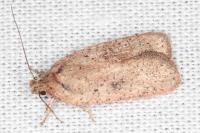 Agonopterix
