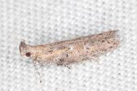 Rosetea rosetella