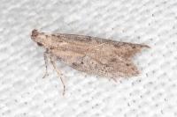 Rosetea rosetella