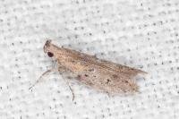 Rosetea rosetella