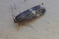 Borkhausenia minutella