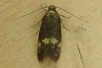 Borkhausenia minutella