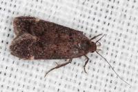 Anacampsis scintillella