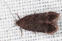 Anacampsis scintillella