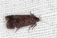 Anacampsis scintillella