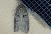 Luquetia lobella