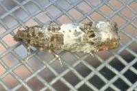 Notocelia trimaculana