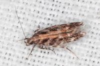 Aristotelia