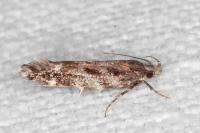 Aristotelia