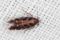Aristotelia