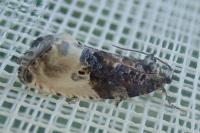 Hedya nubiferana
