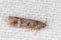 Bryotropha