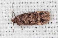 Bryotropha