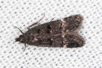 Dichomeris alacella