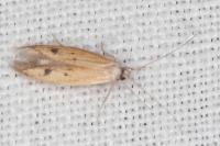 Epidola stigma