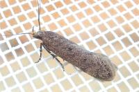 Bryotropha
