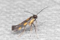 Euspilapteryx auroguttella