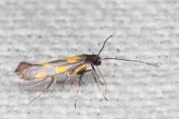 Euspilapteryx auroguttella