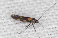 Euspilapteryx auroguttella