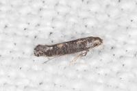 Metriochroa latifoliella