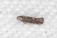 Metriochroa latifoliella