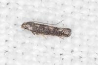 Metriochroa latifoliella