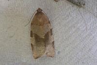 Choristoneura hebenstreitella