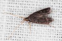 Lecithocera nigrana