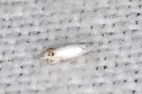 Leucoptera